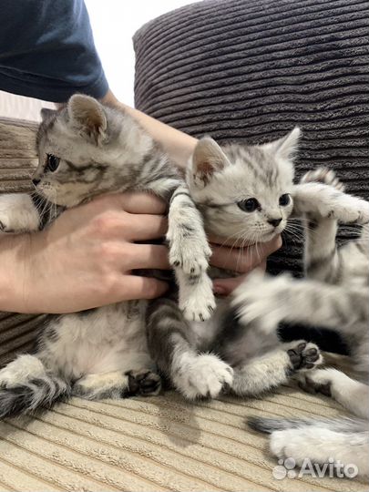 Британские кошечки