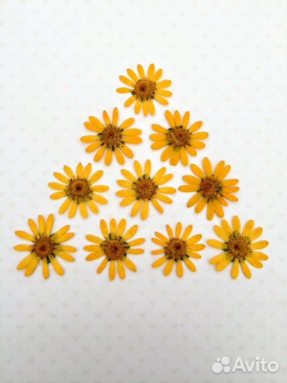 Сухоцветы плоской сушки