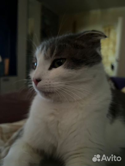 Шотландский вислоухий кот