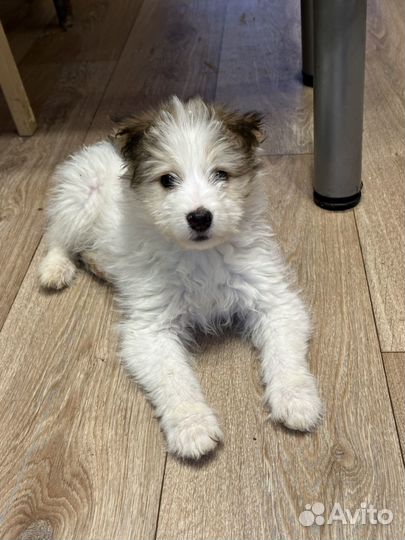 Щенок 2,5 мес