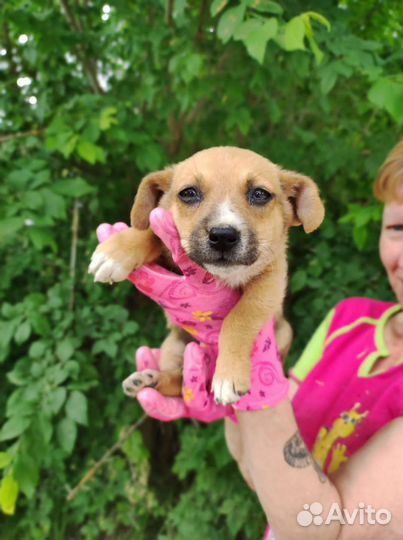 Щенок девочка