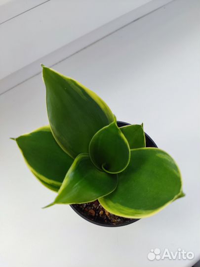 Сансевиерия Ханни Крео