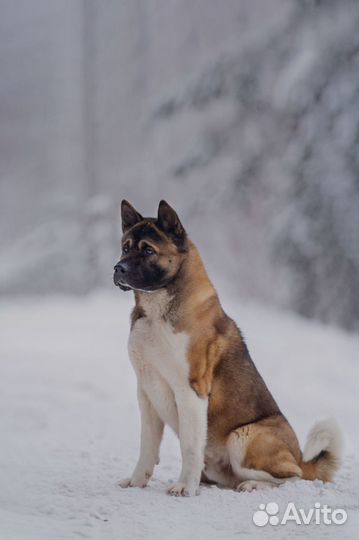 Американская акита вязка