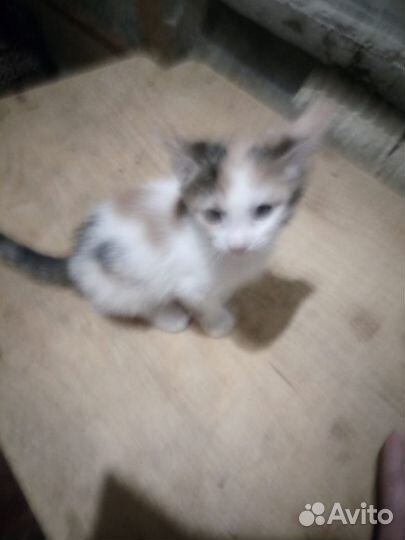 Котята мейн-куна полукровки