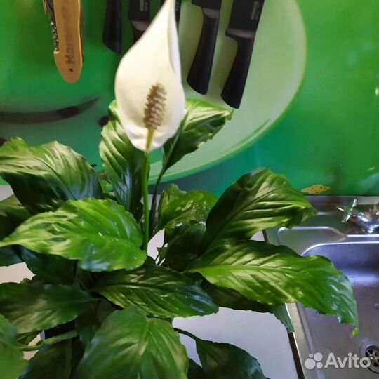 Спатифиллум Женское счастье