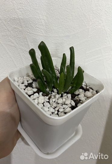 Крассула Хоббит