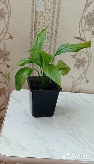 Спатифилиум