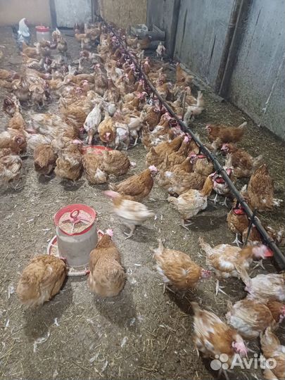 Куры несушки