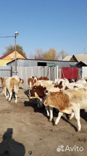 Телята до полугода