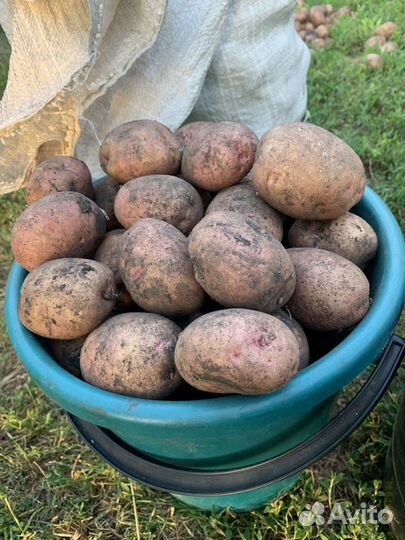 Картофель с собственного огорода