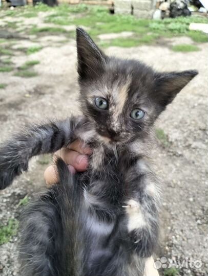 Кошка в дар бесплатно