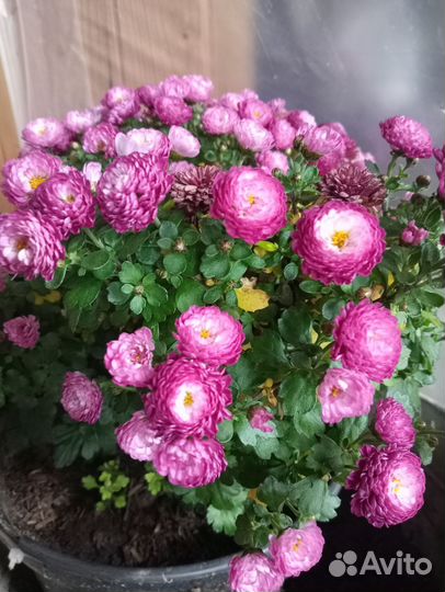 Хризантема мультифлора