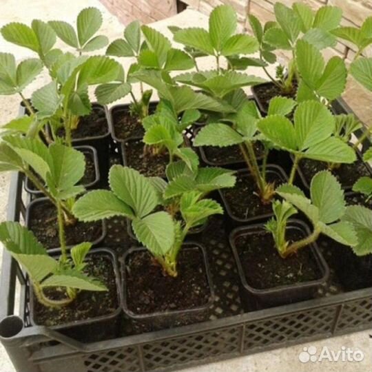 Саженцы клубники