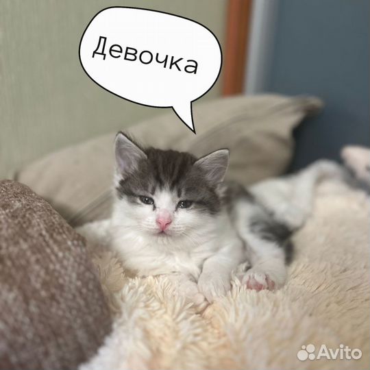 Котята ищут дом