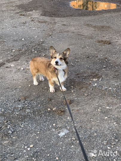 Вельш-корги пемброк