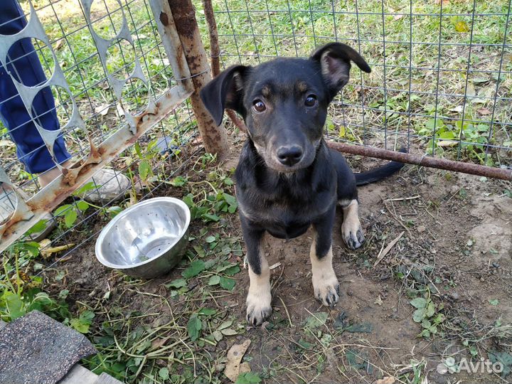 Отдам щенка девочку