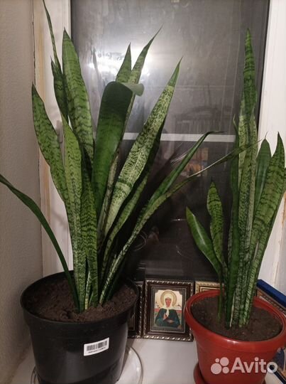 Сансевиерия