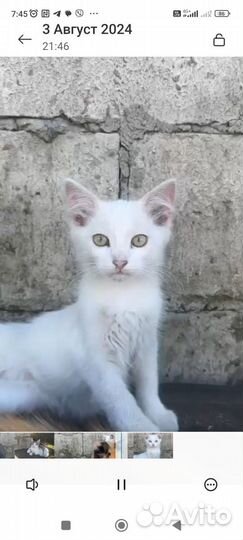 Котята ищут дом