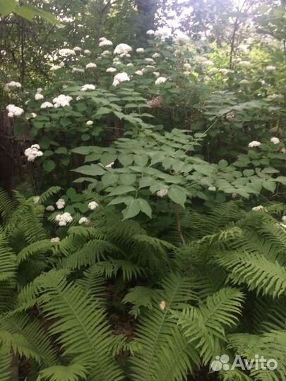 Саженцы папоротника, дуба и т.д