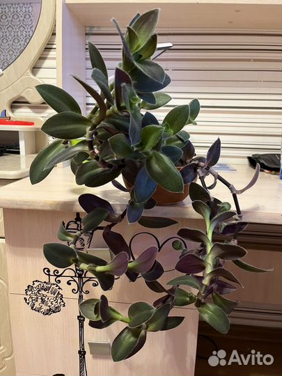 Коммелиновые (традесканция и другие) часть 2