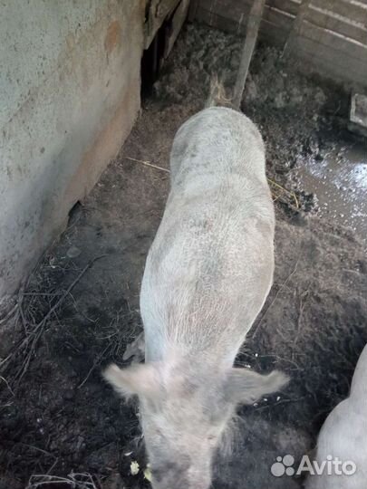 Свиноматка