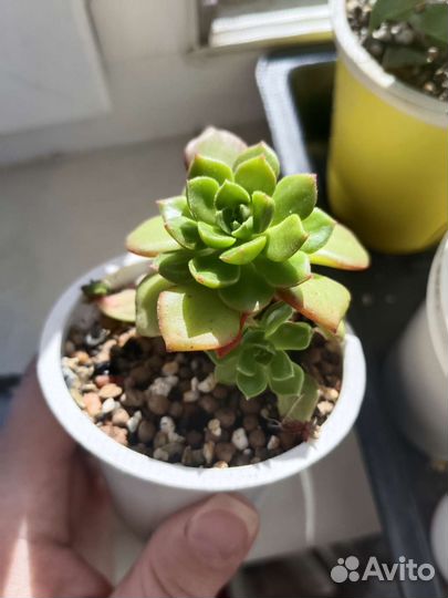 Суккуленты от