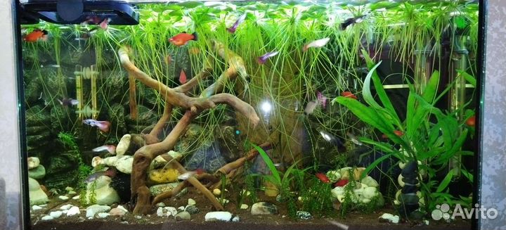 Аквариумные растения