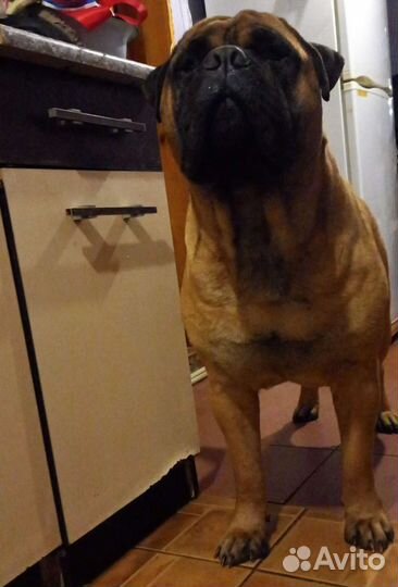 Бульмастиф