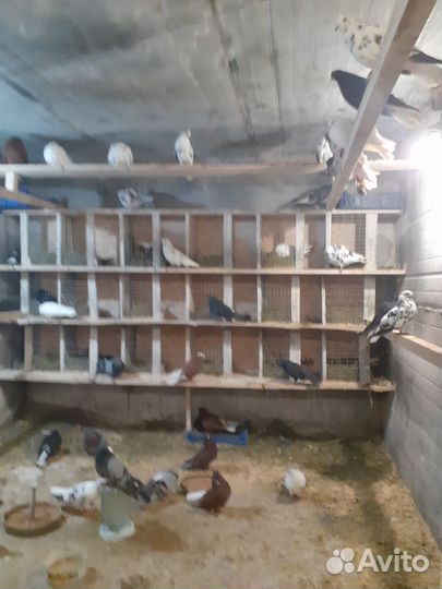 Продам голубей николаевские