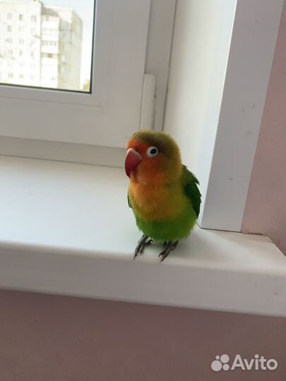 Попугай неразлучники ручные
