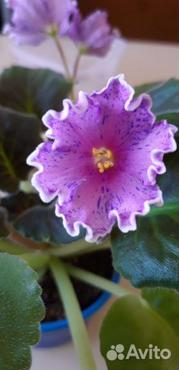 Детки фиалок