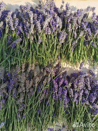 Лаванда сухоцвет