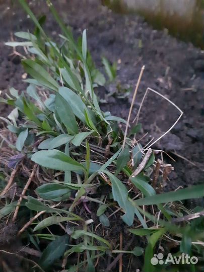 Астра многолетняя