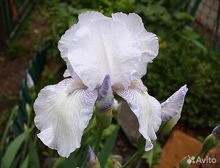 Ирис бородатый
