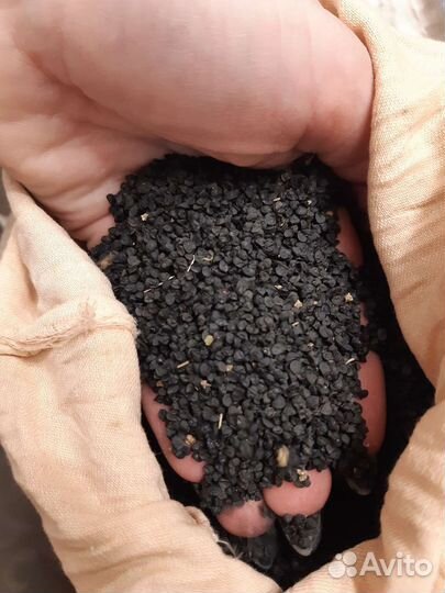 Семена лука чернушка