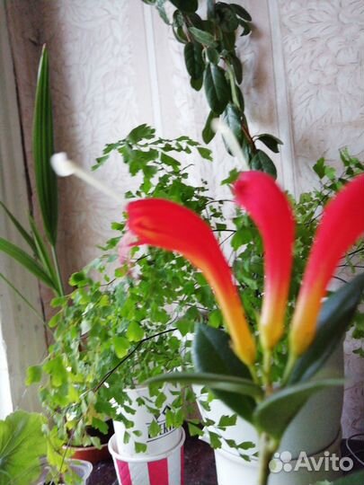 Ахименес,Кислица,Жених и невеста,Герань,Стрептокар