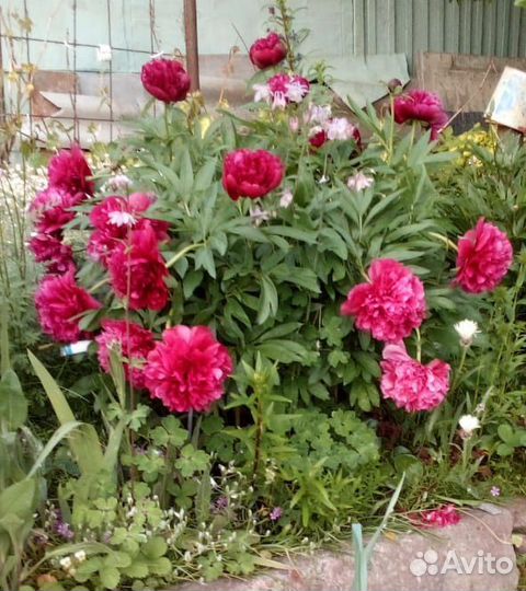 Пион Рубра Плена