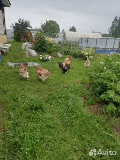 Семья куриц Фавероль