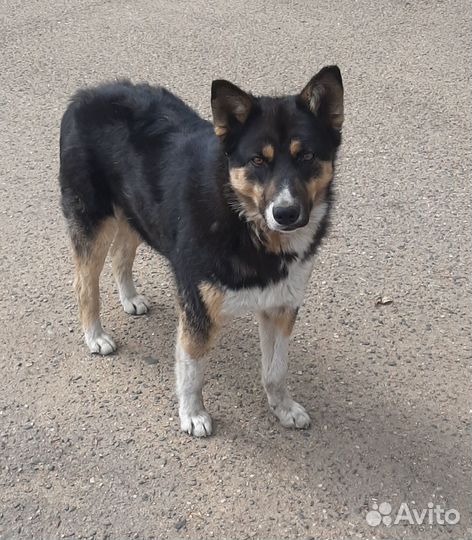 Песик ищет дом