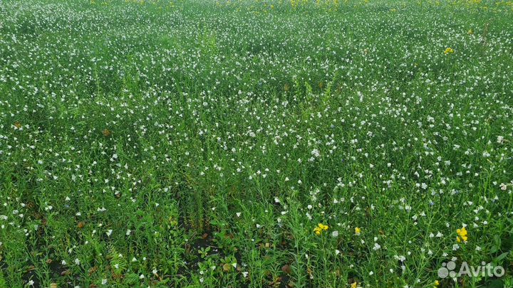 Сельхозпредриятие