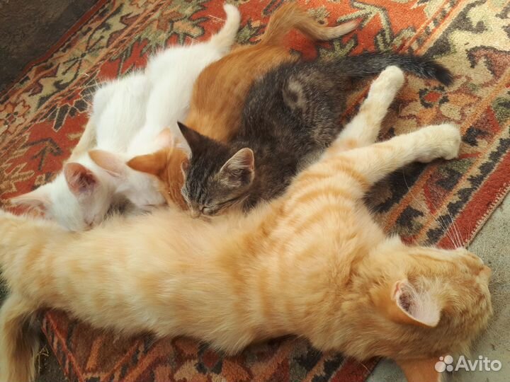 Котята в добрые руки
