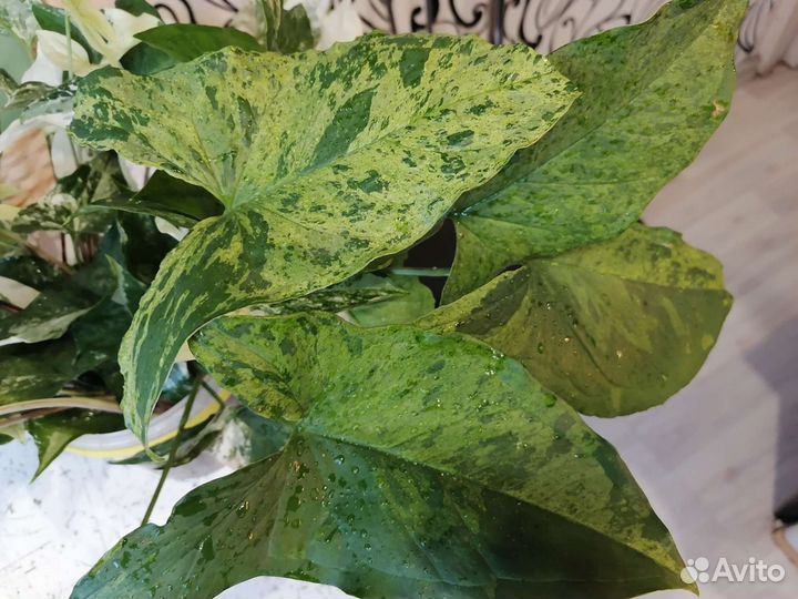 Сингониум imperial white