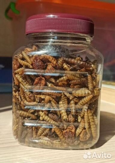 Насекомые сушёные little one