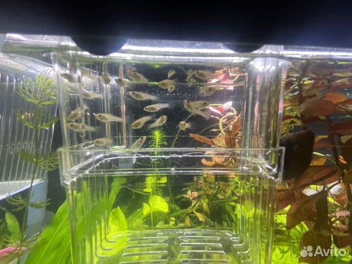 Моллинезии, меченосцы, гуппи