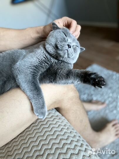 Кошка британка