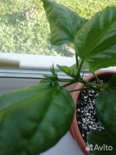 Гибискус китайская роза