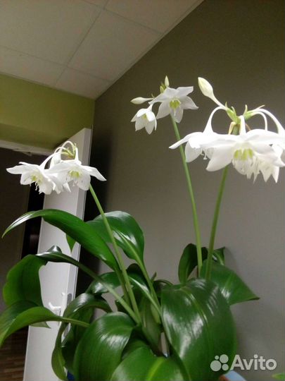 Эухарис амазонская лилия