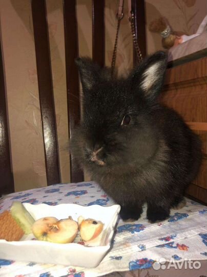 Декоративный крольчонок карлик шесть месяцев
