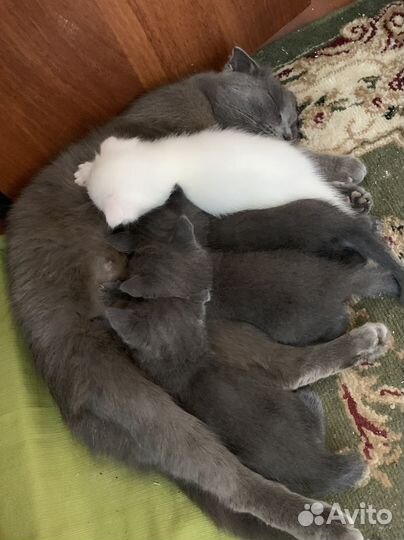 Домашние животные