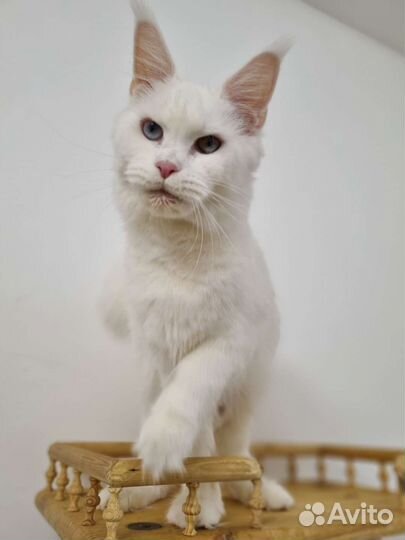 Мейн-куны с документами